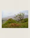 Fairy_glen_mouton_scotland_fine art_7.webp
