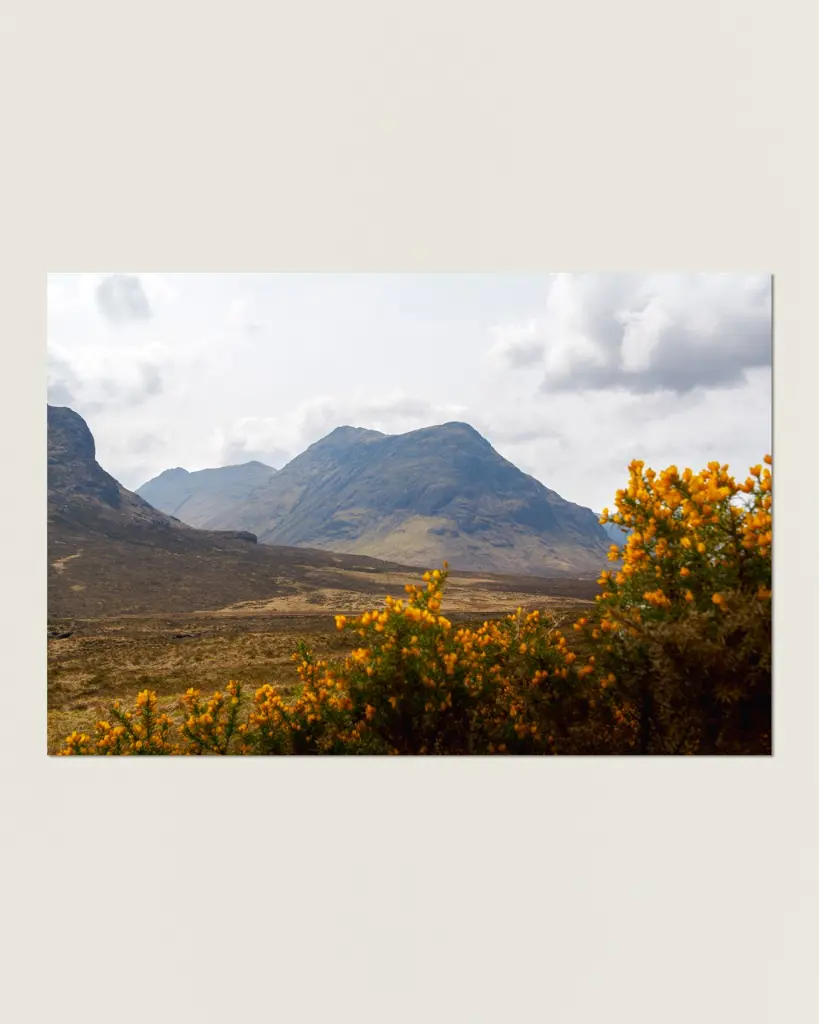 Glencoe_vallee_fleur_jaune_montagne_scotland_aluminium_7.webp