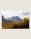 Glencoe_vallee_fleur_jaune_montagne_scotland_aluminium_7.webp