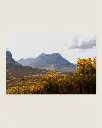 Glencoe_vallee_fleur_jaune_montagne_scotland_fine art_7.webp