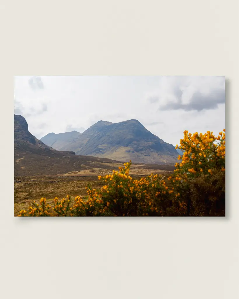 Glencoe_vallee_fleur_jaune_montagne_scotland_toile_simple_7.webp