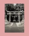Torii ancien forêt – Photo d’art Japon - Aluminium