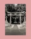 Torii ancien forêt – Photo d’art Japon - Tirage d'art