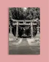 Torii ancien forêt – Photo d’art Japon - Toile