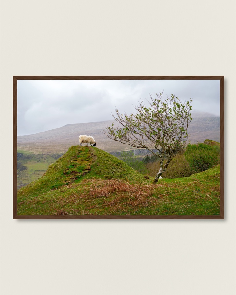 POSTER ENCADRÉ – Un doux habitant à Fairy Glen, Écosse (21x29.7 cm / 8x12", Dark wood frame)