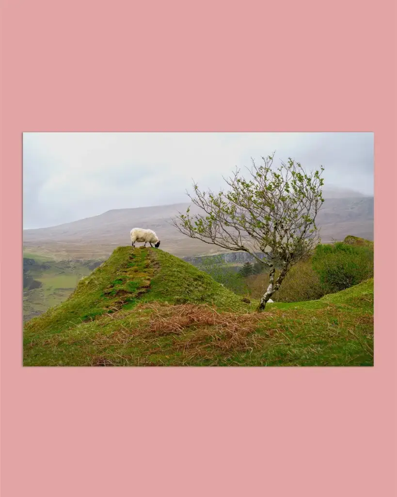 Mouton des Highlands – Fairy Glen - Tirage d’art