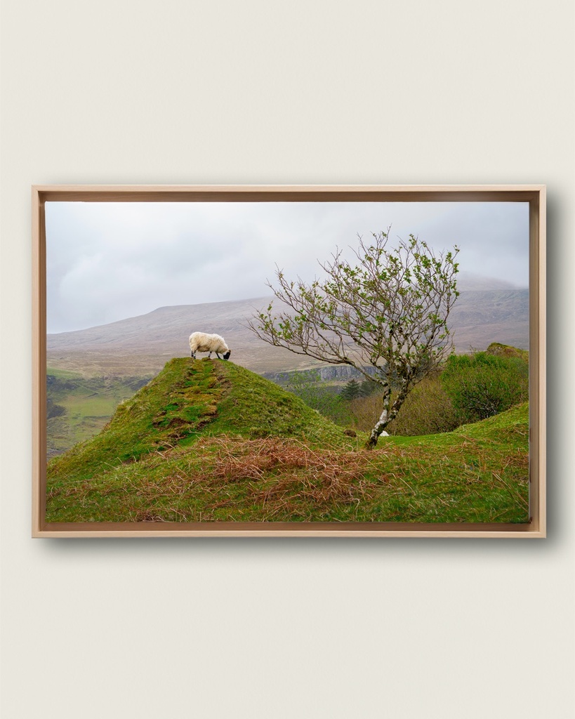 FRAMED CANVAS - A sweet inhabitant in Fairy Glen, Scotland (20x30 cm / 8x12″, Wood frame)
