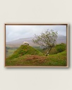FRAMED CANVAS - A sweet inhabitant in Fairy Glen, Scotland