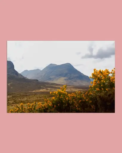 Glencoe – Montagnes et fleurs jaunes - Tirage d’art