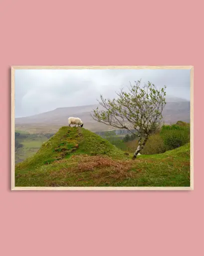 Mouton des Highlands – Fairy Glen - Poster encadré