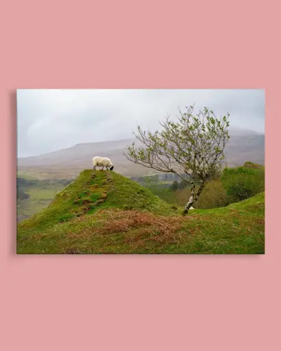 Mouton des Highlands – Fairy Glen - Toile