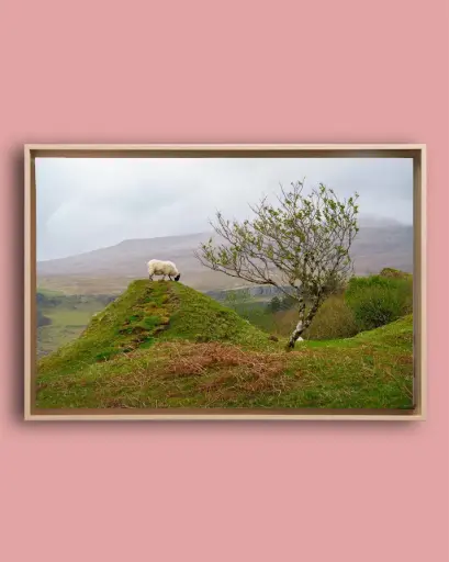 Mouton des Highlands – Fairy Glen - Toile encadrée